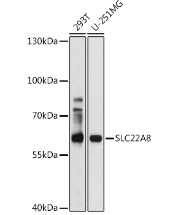 OAT3/SLC22A8 Rabbit Polyclonal Antibody