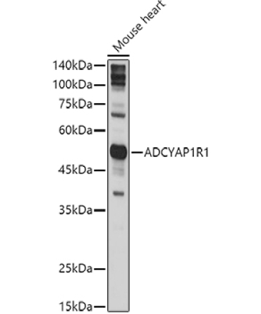 ADCYAP1R1 Rabbit Polyclonal Antibody