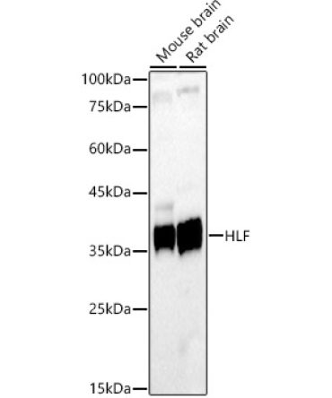 HLF Rabbit Polyclonal Antibody