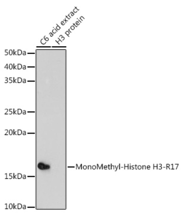 MonoMethyl-Histone H3-R17 Rabbit Polyclonal Antibody
