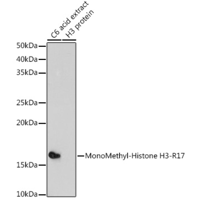 MonoMethyl-Histone H3-R17 Rabbit Polyclonal Antibody