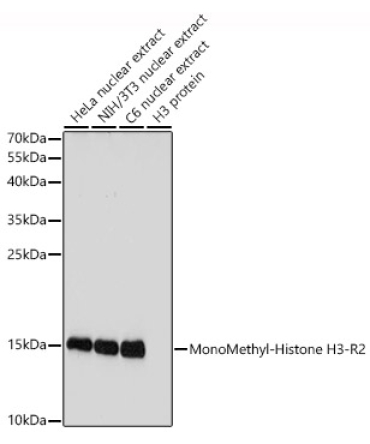 MonoMethyl-Histone H3-R2 Rabbit Polyclonal Antibody