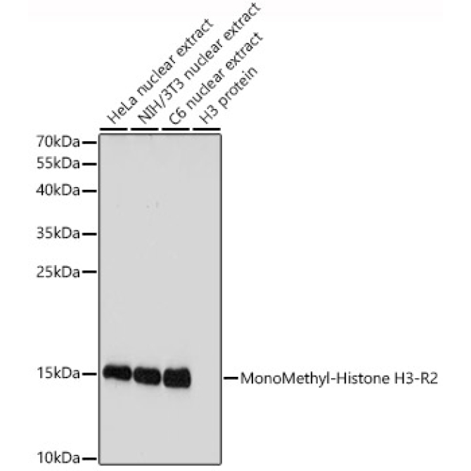 MonoMethyl-Histone H3-R2 Rabbit Polyclonal Antibody