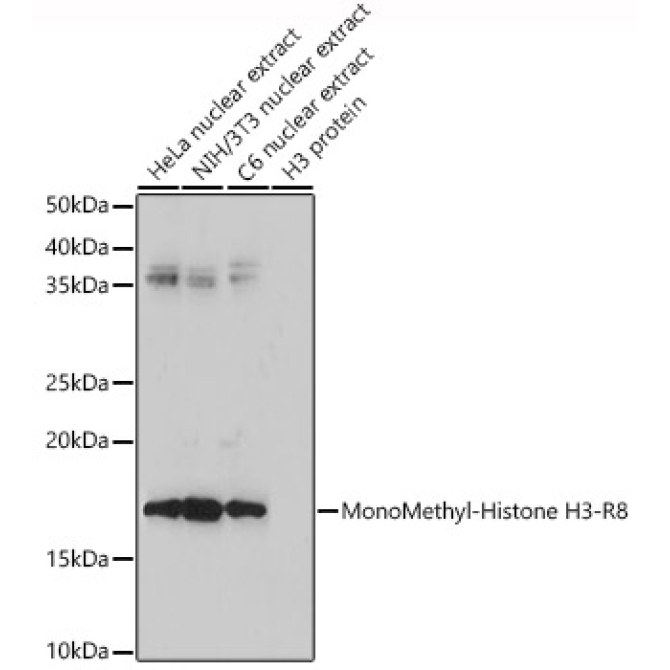 MonoMethyl-Histone H3-R8 Rabbit Polyclonal Antibody