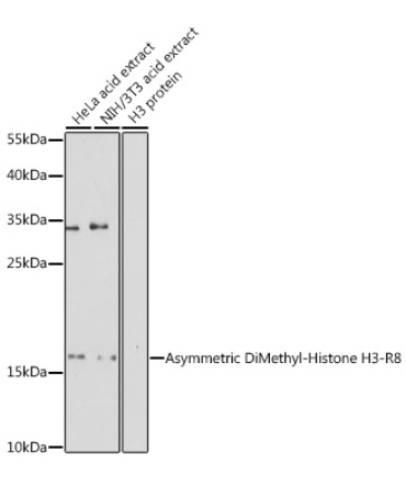 Asymmetric DiMethyl-Histone H3-R8 Rabbit Polyclonal Antibody