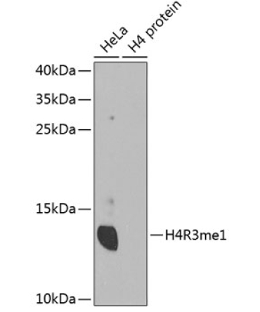 MonoMethyl-Histone H4-R3 Rabbit Polyclonal Antibody