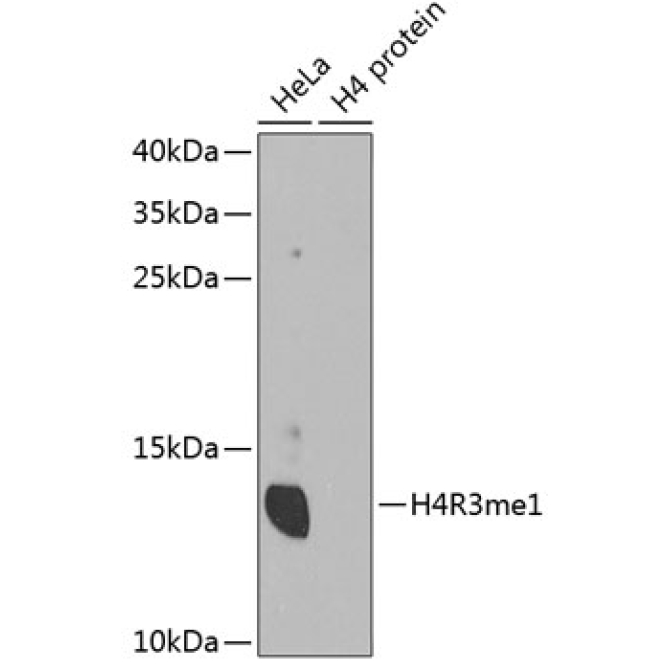 MonoMethyl-Histone H4-R3 Rabbit Polyclonal Antibody