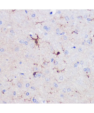 AIF1/IBA1 Rabbit Polyclonal Antibody