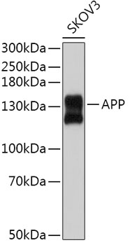 APP Rabbit Polyclonal Antibody