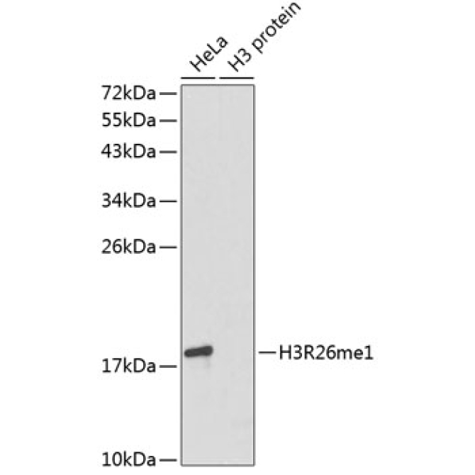 MonoMethyl-Histone H3-R26 Rabbit Polyclonal Antibody