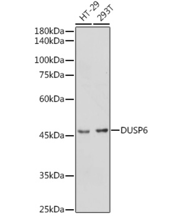 DUSP6 Rabbit Polyclonal Antibody