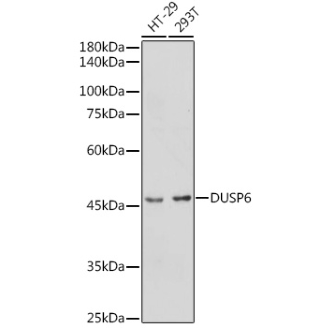 DUSP6 Rabbit Polyclonal Antibody
