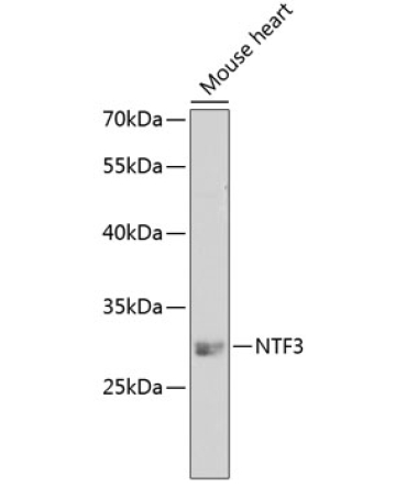 NTF3 Rabbit Polyclonal Antibody