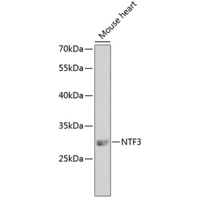 NTF3 Rabbit Polyclonal Antibody