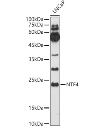 NTF4 Rabbit Polyclonal Antibody