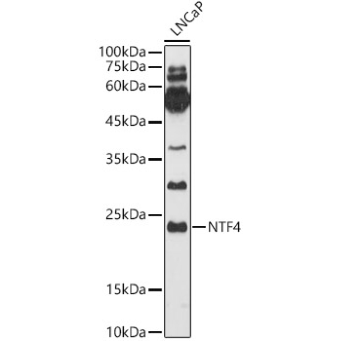 NTF4 Rabbit Polyclonal Antibody