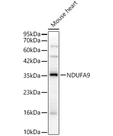 NDUFA9 Rabbit Polyclonal Antibody