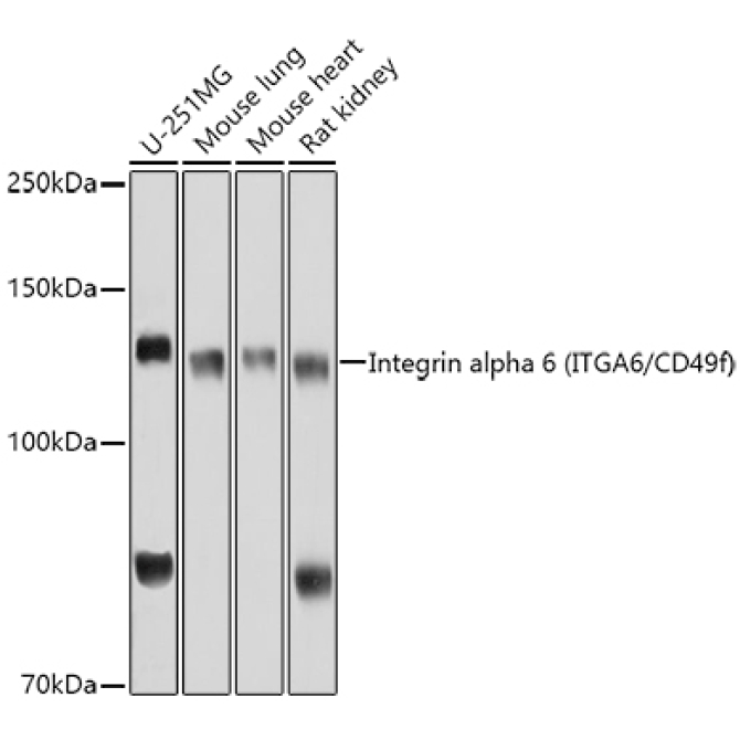 Integrin alpha 6 (ITGA6/CD49f) Rabbit Polyclonal Antibody