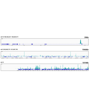 NRF1 Rabbit Monoclonal Antibody