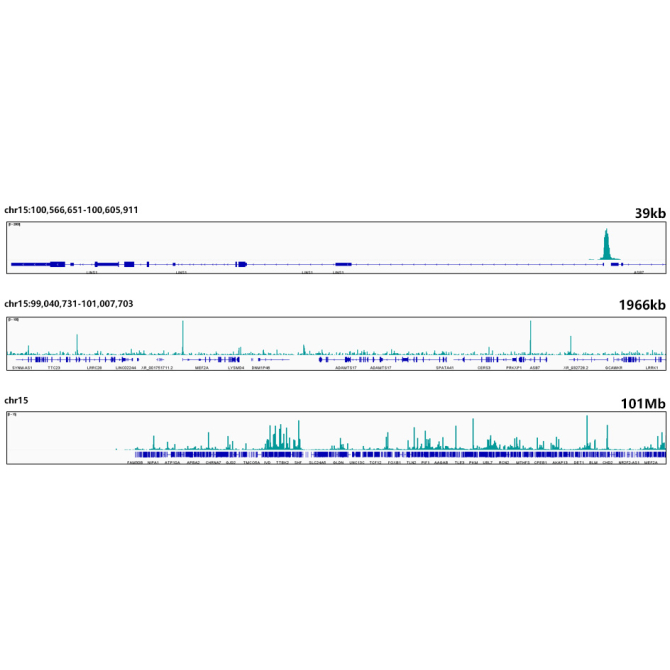 NRF1 Rabbit Monoclonal Antibody