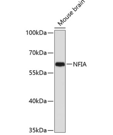 NFIA Rabbit Polyclonal Antibody