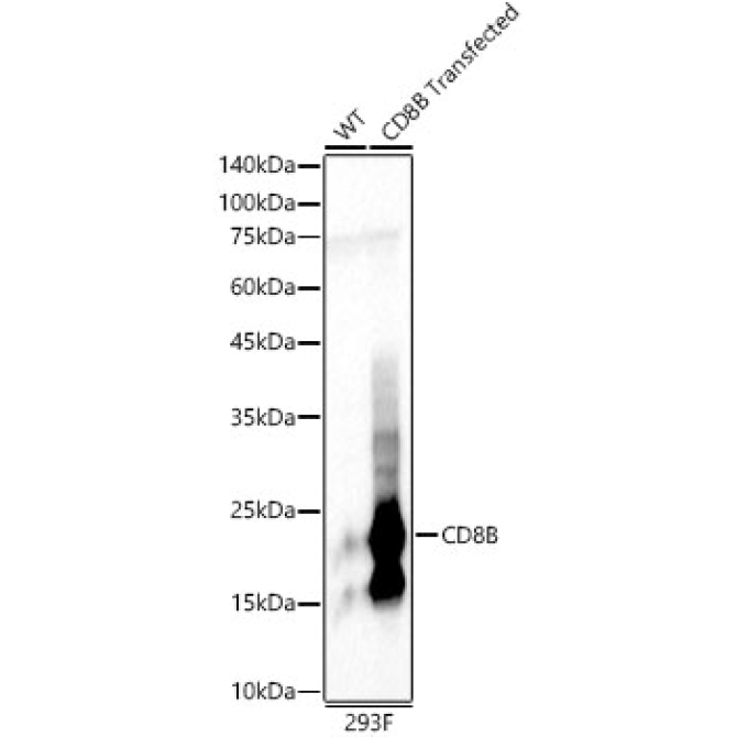 CD8B Rabbit Polyclonal Antibody