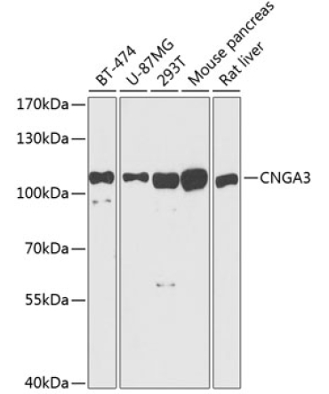 CNGA3 Rabbit Polyclonal Antibody