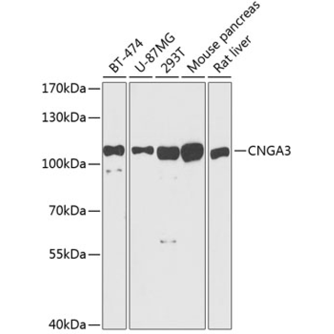 CNGA3 Rabbit Polyclonal Antibody