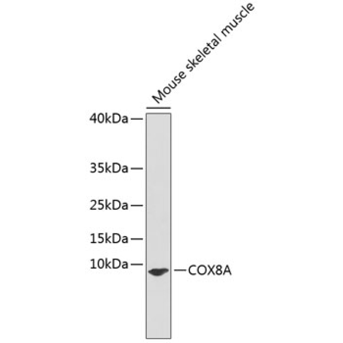 COX8A Rabbit Polyclonal Antibody