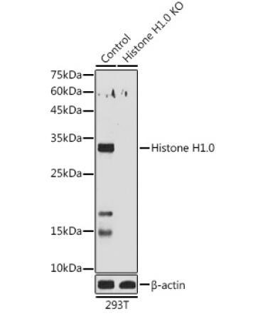 Histone H1.0 Rabbit Polyclonal Antibody [KO Validated]