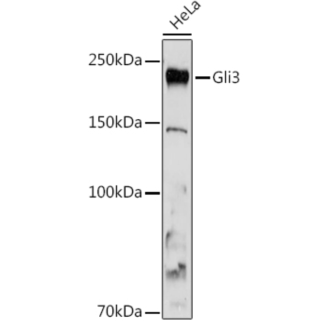 Gli3 Rabbit Monoclonal Antibody