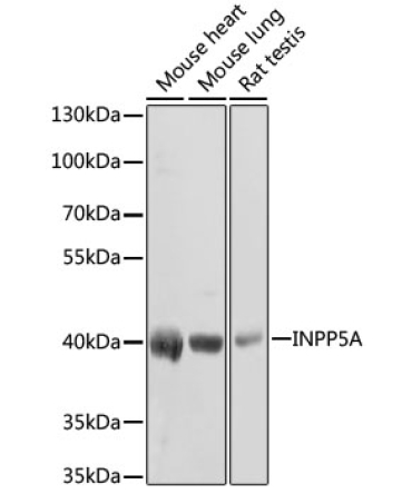 INPP5A Rabbit Polyclonal Antibody