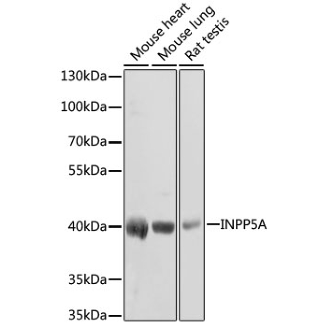 INPP5A Rabbit Polyclonal Antibody