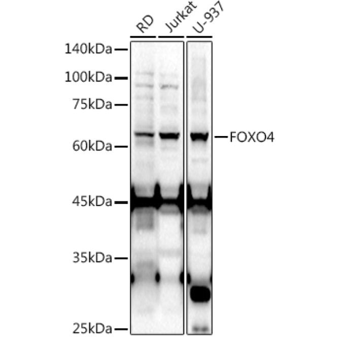 FOXO4 Rabbit Polyclonal Antibody