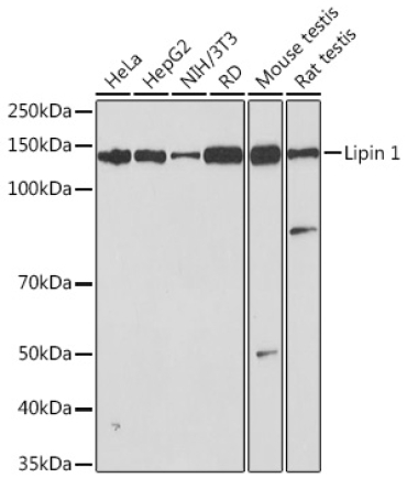 Lipin 1 Rabbit Monoclonal Antibody
