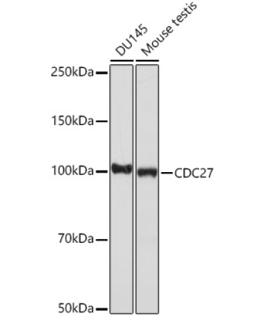 CDC27 Rabbit Monoclonal Antibody