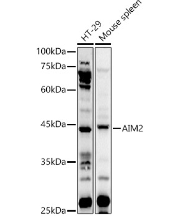 AIM2 Rabbit Polyclonal Antibody