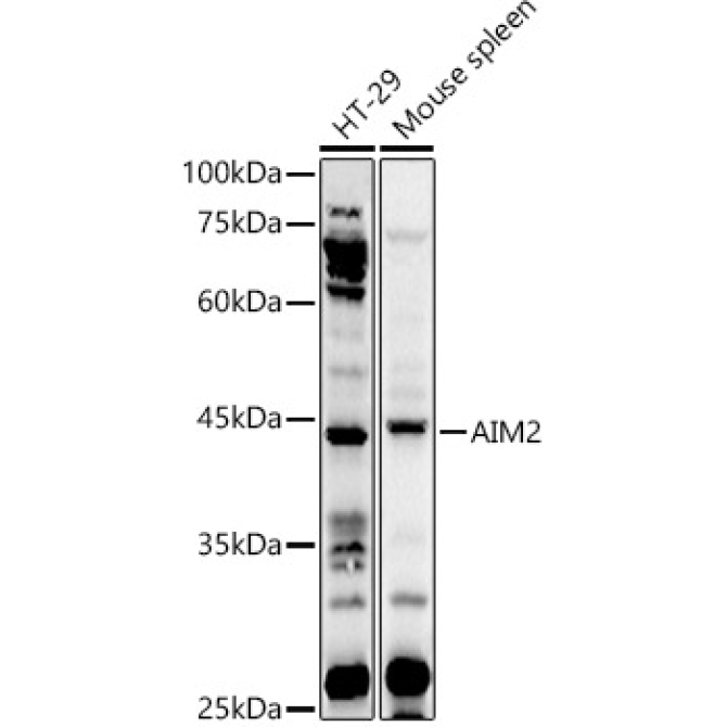 AIM2 Rabbit Polyclonal Antibody