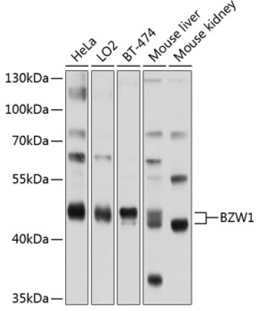 BZW1 Rabbit Polyclonal Antibody