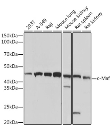 c-Maf Rabbit Monoclonal Antibody