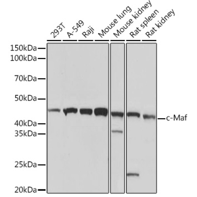 c-Maf Rabbit Monoclonal Antibody