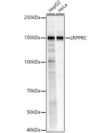 LRPPRC Rabbit Polyclonal Antibody
