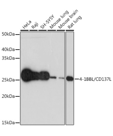4-1BBL/CD137L Rabbit Monoclonal Antibody