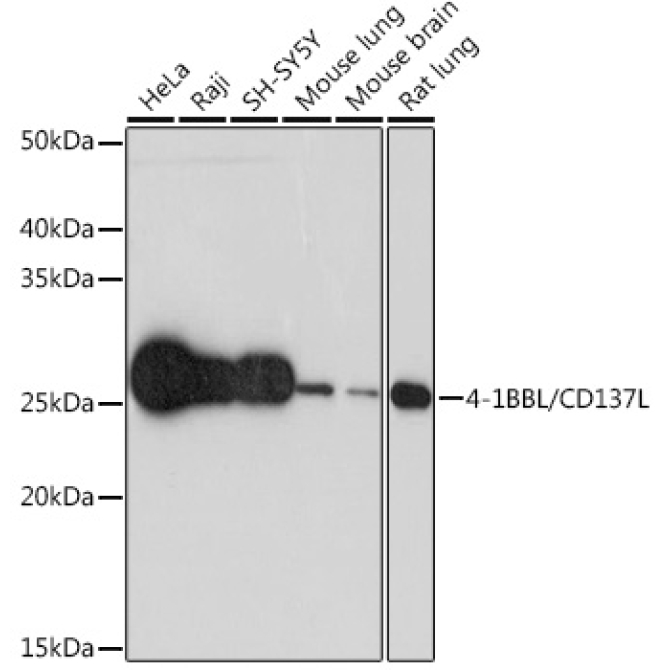 4-1BBL/CD137L Rabbit Monoclonal Antibody