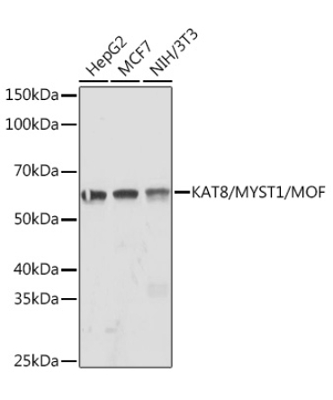 KAT8/MYST1/MOF Rabbit Monoclonal Antibody