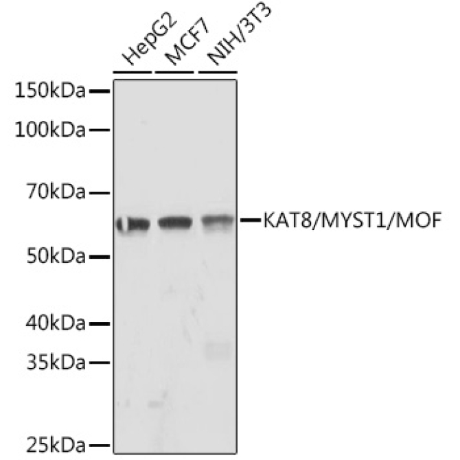 KAT8/MYST1/MOF Rabbit Monoclonal Antibody