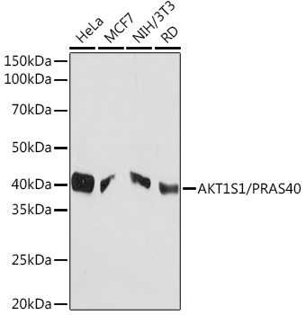 AKT1S1/PRAS40 Rabbit Monoclonal Antibody