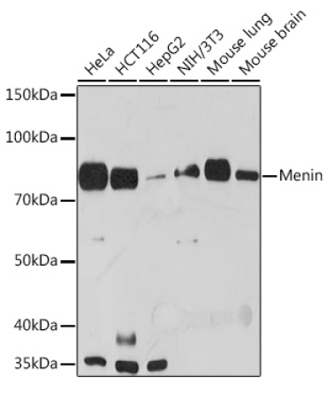 Menin Rabbit Monoclonal Antibody