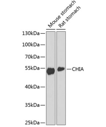 CHIA Rabbit Polyclonal Antibody