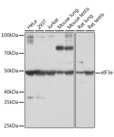 eIF3e Rabbit Monoclonal Antibody